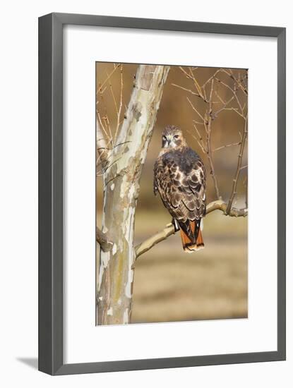 Red-Tailed Hawk Adult-null-Framed Photographic Print