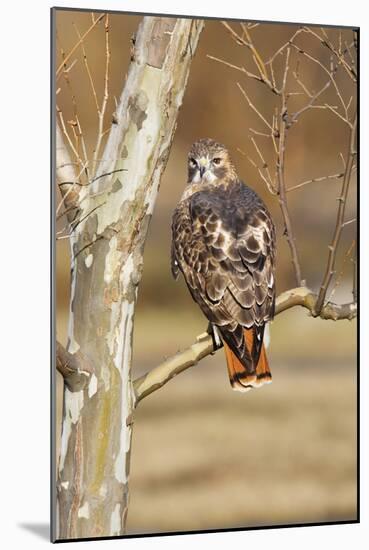 Red-Tailed Hawk Adult-null-Mounted Photographic Print