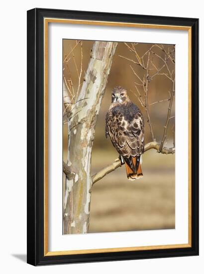 Red-Tailed Hawk Adult-null-Framed Photographic Print