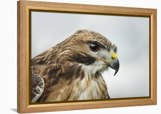 Red Tailed Hawk, an American Raptor, Bird of Prey, United Kingdom, Europe-Janette Hill-Framed Premier Image Canvas