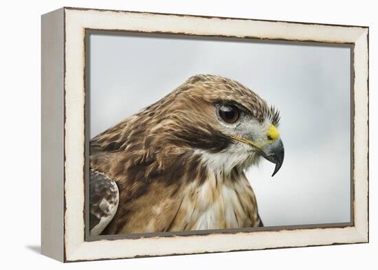 Red Tailed Hawk, an American Raptor, Bird of Prey, United Kingdom, Europe-Janette Hill-Framed Premier Image Canvas