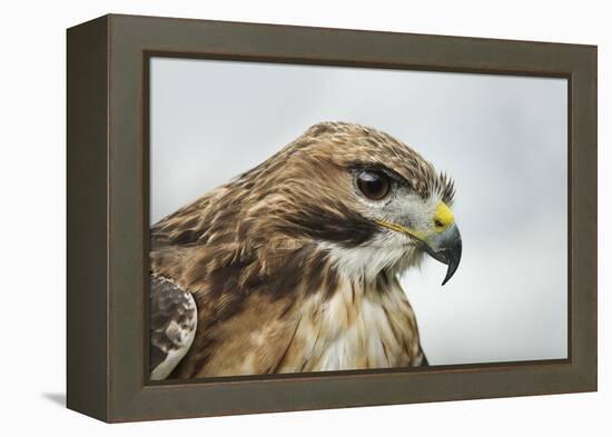 Red Tailed Hawk, an American Raptor, Bird of Prey, United Kingdom, Europe-Janette Hill-Framed Premier Image Canvas