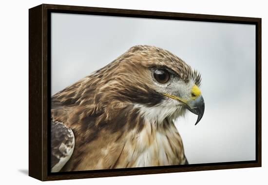 Red Tailed Hawk, an American Raptor, Bird of Prey, United Kingdom, Europe-Janette Hill-Framed Premier Image Canvas