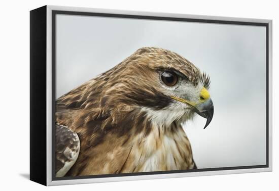 Red Tailed Hawk, an American Raptor, Bird of Prey, United Kingdom, Europe-Janette Hill-Framed Premier Image Canvas