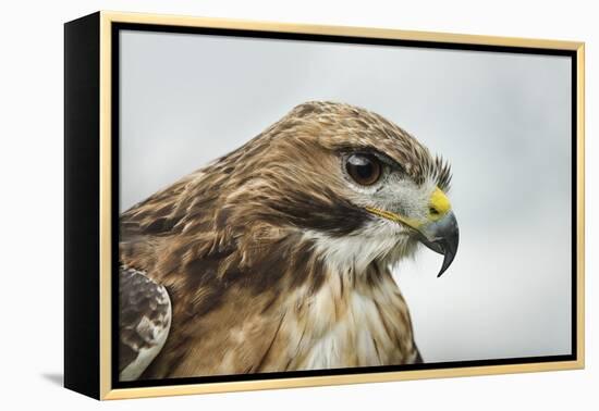 Red Tailed Hawk, an American Raptor, Bird of Prey, United Kingdom, Europe-Janette Hill-Framed Premier Image Canvas