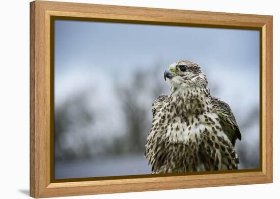 Red Tailed Hawk, an American Raptor, Bird of Prey, United Kingdom, Europe-Janette Hill-Framed Premier Image Canvas