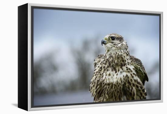 Red Tailed Hawk, an American Raptor, Bird of Prey, United Kingdom, Europe-Janette Hill-Framed Premier Image Canvas