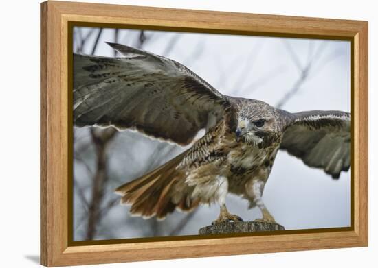 Red Tailed Hawk, an American Raptor, Bird of Prey, United Kingdom, Europe-Janette Hill-Framed Premier Image Canvas
