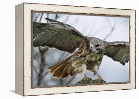 Red Tailed Hawk, an American Raptor, Bird of Prey, United Kingdom, Europe-Janette Hill-Framed Premier Image Canvas