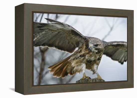 Red Tailed Hawk, an American Raptor, Bird of Prey, United Kingdom, Europe-Janette Hill-Framed Premier Image Canvas