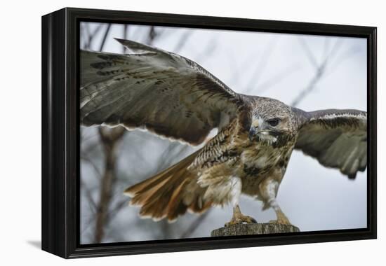 Red Tailed Hawk, an American Raptor, Bird of Prey, United Kingdom, Europe-Janette Hill-Framed Premier Image Canvas