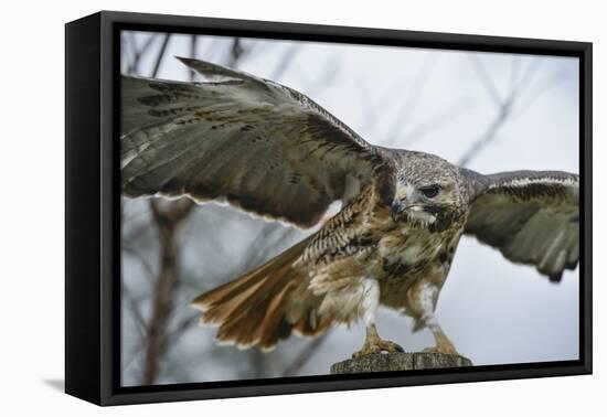 Red Tailed Hawk, an American Raptor, Bird of Prey, United Kingdom, Europe-Janette Hill-Framed Premier Image Canvas