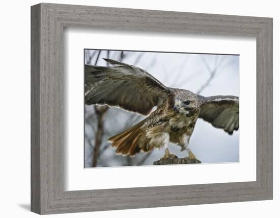 Red Tailed Hawk, an American Raptor, Bird of Prey, United Kingdom, Europe-Janette Hill-Framed Photographic Print