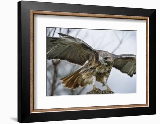 Red Tailed Hawk, an American Raptor, Bird of Prey, United Kingdom, Europe-Janette Hill-Framed Photographic Print