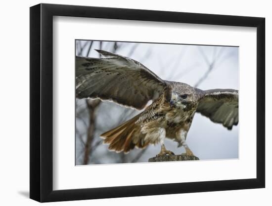 Red Tailed Hawk, an American Raptor, Bird of Prey, United Kingdom, Europe-Janette Hill-Framed Photographic Print