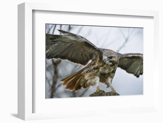 Red Tailed Hawk, an American Raptor, Bird of Prey, United Kingdom, Europe-Janette Hill-Framed Photographic Print