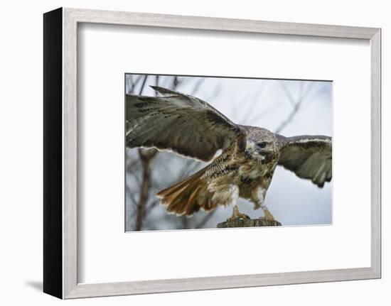 Red Tailed Hawk, an American Raptor, Bird of Prey, United Kingdom, Europe-Janette Hill-Framed Photographic Print