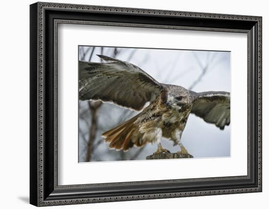 Red Tailed Hawk, an American Raptor, Bird of Prey, United Kingdom, Europe-Janette Hill-Framed Photographic Print