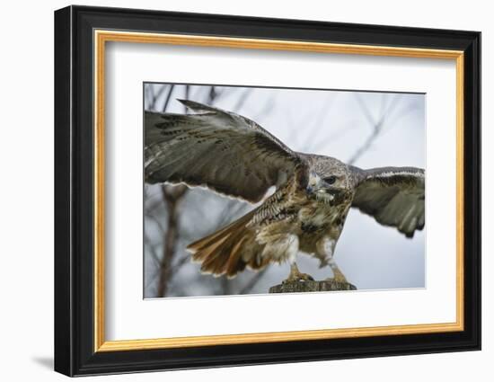 Red Tailed Hawk, an American Raptor, Bird of Prey, United Kingdom, Europe-Janette Hill-Framed Photographic Print