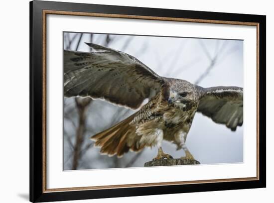 Red Tailed Hawk, an American Raptor, Bird of Prey, United Kingdom, Europe-Janette Hill-Framed Photographic Print