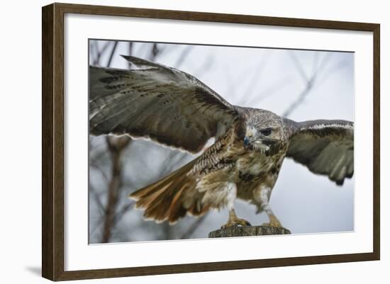 Red Tailed Hawk, an American Raptor, Bird of Prey, United Kingdom, Europe-Janette Hill-Framed Photographic Print