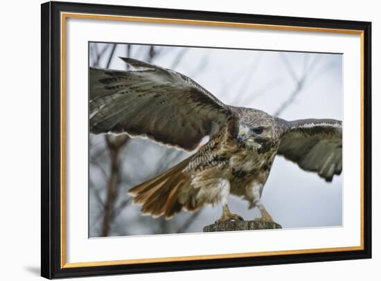 Red Tailed Hawk, an American Raptor, Bird of Prey, United Kingdom, Europe-Janette Hill-Framed Photographic Print