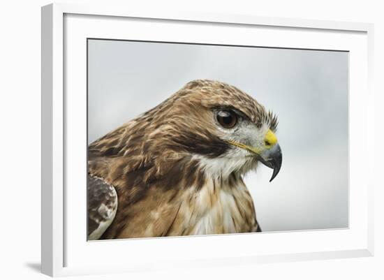 Red Tailed Hawk, an American Raptor, Bird of Prey, United Kingdom, Europe-Janette Hill-Framed Photographic Print