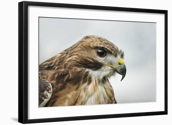 Red Tailed Hawk, an American Raptor, Bird of Prey, United Kingdom, Europe-Janette Hill-Framed Photographic Print