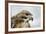 Red Tailed Hawk, an American Raptor, Bird of Prey, United Kingdom, Europe-Janette Hill-Framed Photographic Print