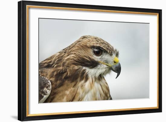 Red Tailed Hawk, an American Raptor, Bird of Prey, United Kingdom, Europe-Janette Hill-Framed Photographic Print