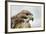 Red Tailed Hawk, an American Raptor, Bird of Prey, United Kingdom, Europe-Janette Hill-Framed Photographic Print