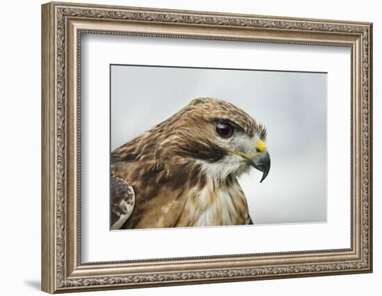 Red Tailed Hawk, an American Raptor, Bird of Prey, United Kingdom, Europe-Janette Hill-Framed Photographic Print