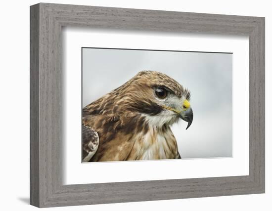 Red Tailed Hawk, an American Raptor, Bird of Prey, United Kingdom, Europe-Janette Hill-Framed Photographic Print