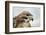 Red Tailed Hawk, an American Raptor, Bird of Prey, United Kingdom, Europe-Janette Hill-Framed Photographic Print