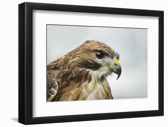 Red Tailed Hawk, an American Raptor, Bird of Prey, United Kingdom, Europe-Janette Hill-Framed Photographic Print