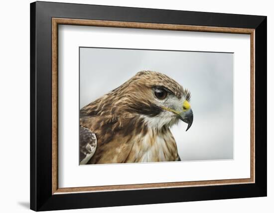 Red Tailed Hawk, an American Raptor, Bird of Prey, United Kingdom, Europe-Janette Hill-Framed Photographic Print