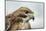 Red Tailed Hawk, an American Raptor, Bird of Prey, United Kingdom, Europe-Janette Hill-Mounted Photographic Print