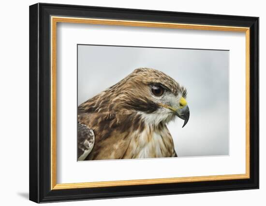 Red Tailed Hawk, an American Raptor, Bird of Prey, United Kingdom, Europe-Janette Hill-Framed Photographic Print