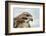 Red Tailed Hawk, an American Raptor, Bird of Prey, United Kingdom, Europe-Janette Hill-Framed Photographic Print