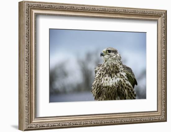 Red Tailed Hawk, an American Raptor, Bird of Prey, United Kingdom, Europe-Janette Hill-Framed Photographic Print