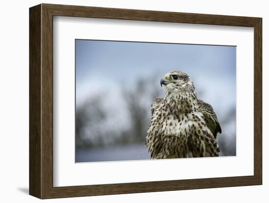 Red Tailed Hawk, an American Raptor, Bird of Prey, United Kingdom, Europe-Janette Hill-Framed Photographic Print