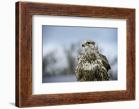 Red Tailed Hawk, an American Raptor, Bird of Prey, United Kingdom, Europe-Janette Hill-Framed Photographic Print