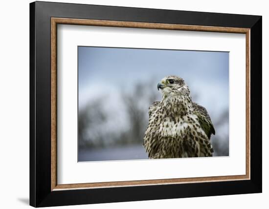 Red Tailed Hawk, an American Raptor, Bird of Prey, United Kingdom, Europe-Janette Hill-Framed Photographic Print