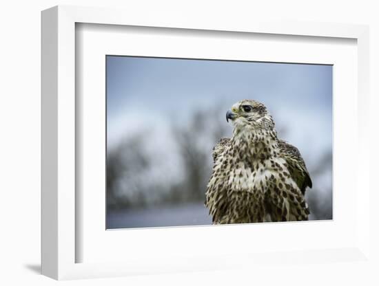 Red Tailed Hawk, an American Raptor, Bird of Prey, United Kingdom, Europe-Janette Hill-Framed Photographic Print