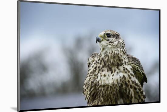 Red Tailed Hawk, an American Raptor, Bird of Prey, United Kingdom, Europe-Janette Hill-Mounted Photographic Print