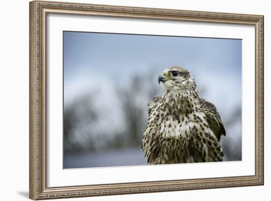 Red Tailed Hawk, an American Raptor, Bird of Prey, United Kingdom, Europe-Janette Hill-Framed Photographic Print