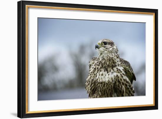 Red Tailed Hawk, an American Raptor, Bird of Prey, United Kingdom, Europe-Janette Hill-Framed Photographic Print