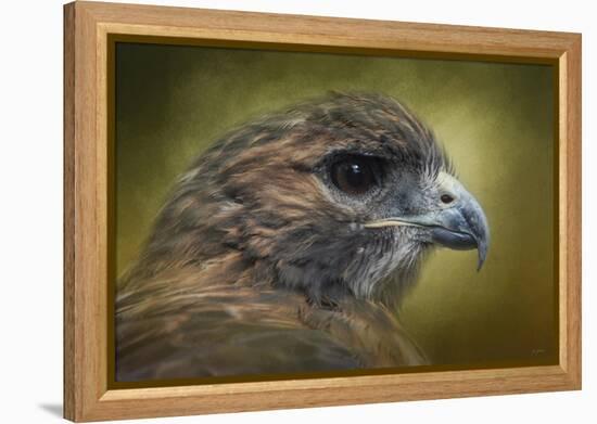 Red Tailed Hawk at Reelfoot-Jai Johnson-Framed Premier Image Canvas