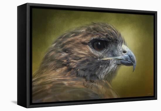 Red Tailed Hawk at Reelfoot-Jai Johnson-Framed Premier Image Canvas