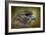 Red Tailed Hawk at Reelfoot-Jai Johnson-Framed Giclee Print